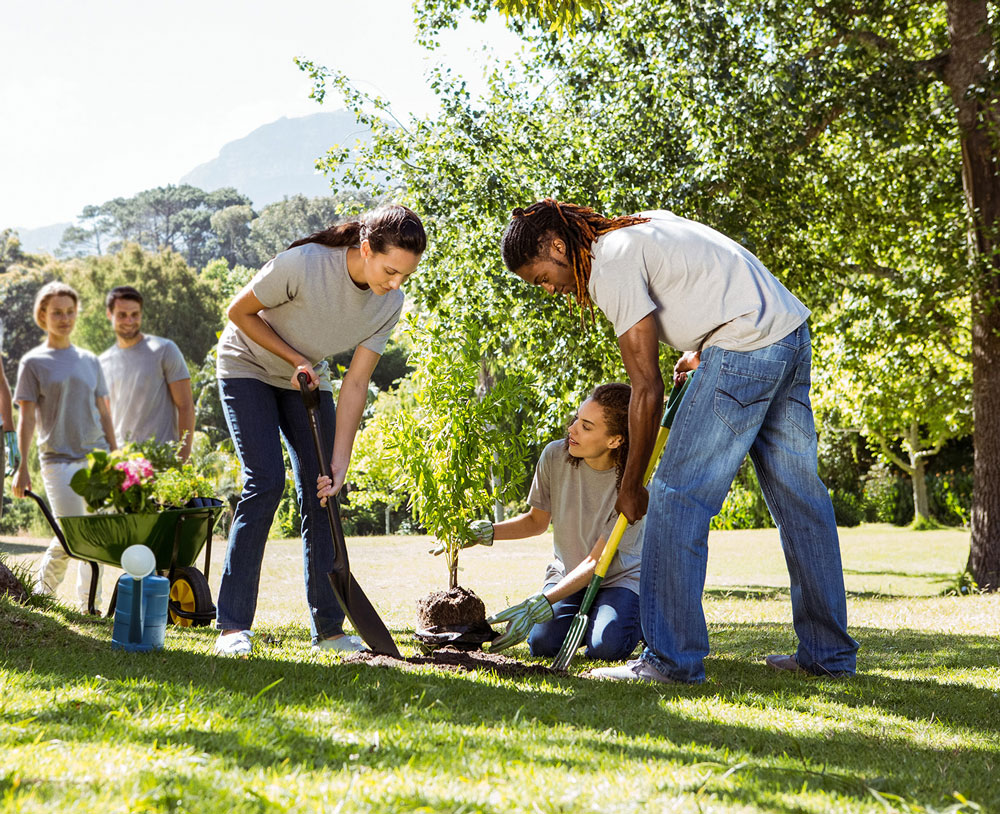 team planting a tree together